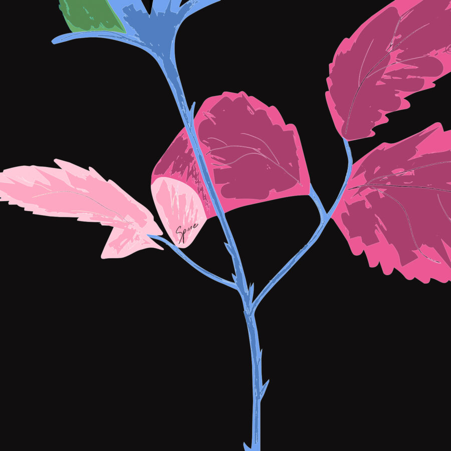 Copertina di Spine di Miky Del Cambio, realizzata da Jolly: petali rosa e stelo azzurro su fondo nero.